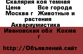 Скалярия коя темная › Цена ­ 50 - Все города, Москва г. Животные и растения » Аквариумистика   . Ивановская обл.,Кохма г.